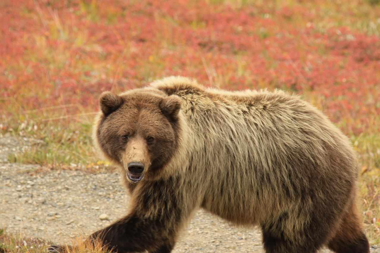 αρκούδα, ψαρός, αλάσκα, denali national park, το περπάτημα, καφέ περπάτημα, πάρκο brown park