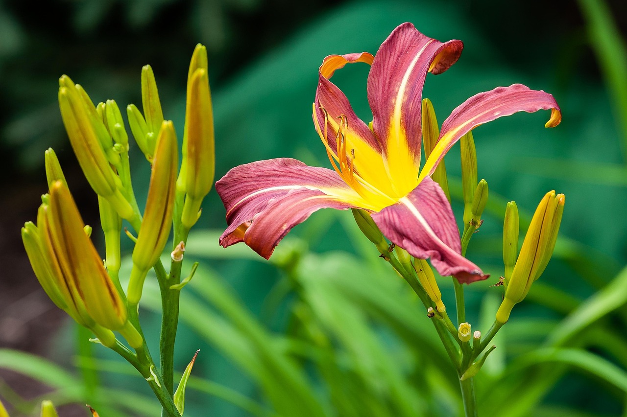 flower, beautiful flowers, flower wallpaper, flower background, daylily, nature, yellow, blossom, hemerocallis