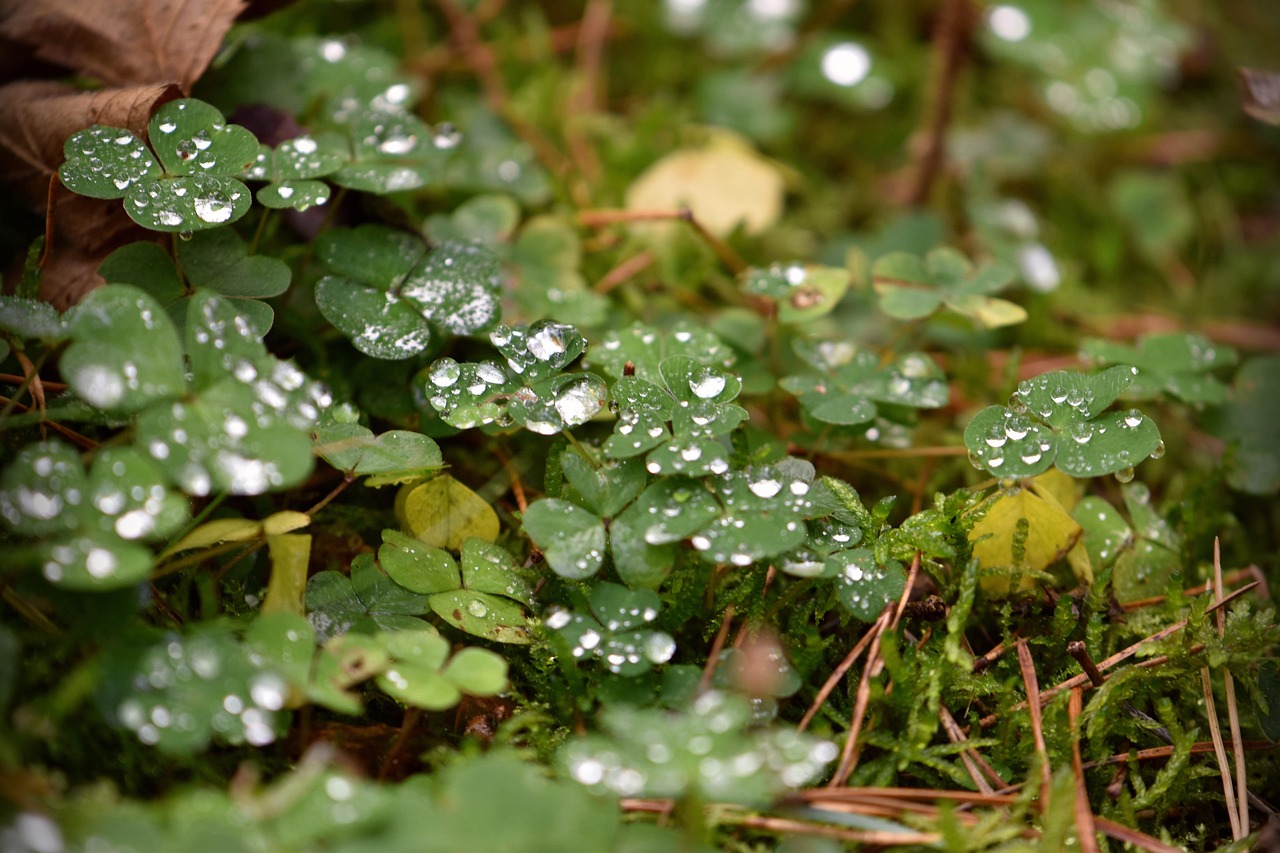 waldklee, wald-sauerklee, kleeblatt, blätter, glücksklee, kleebätter, glückssymbol, glücksbringer, wald, pflanze, natur, regentropfen