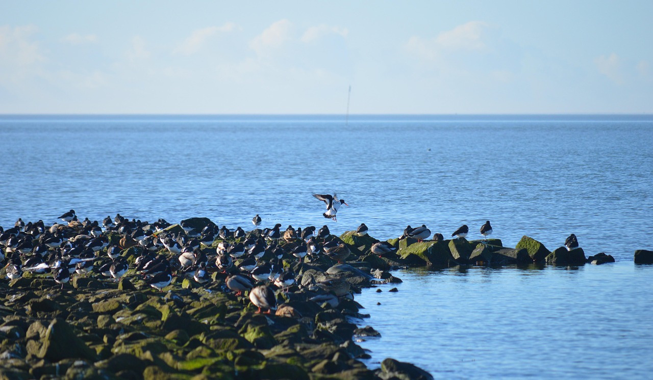 north sea, stones, coastal protection, water, oystercatcher, birds, nature, coast
