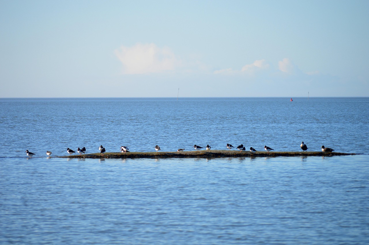 north sea, water, oystercatcher, birds, nature, coast, landscape