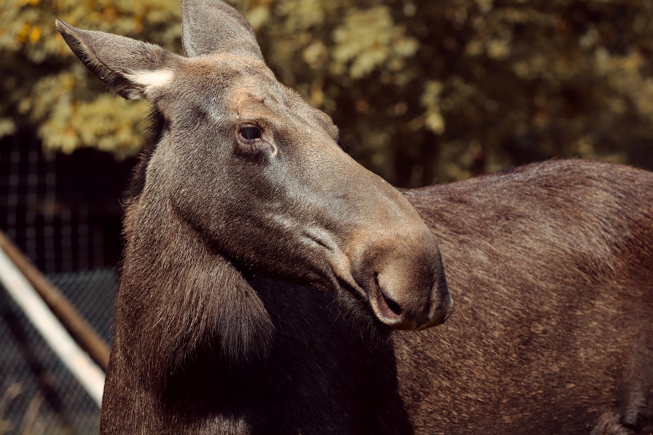 moose, alces alces, doe, nature, head, nose, lips, moose lips, animal portrait, wild animal, enclosure, female, forest, mammal, elk park, deer park, close up, snout