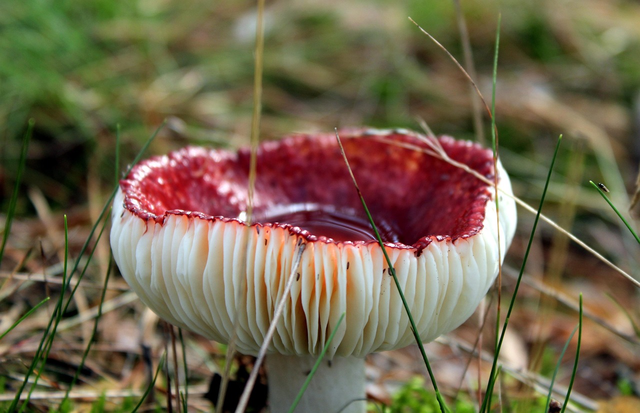 mushroom, toadstool, red, forest, season, in the fall, nature, toxic, mushroom, mushroom, mushroom, mushroom, mushroom