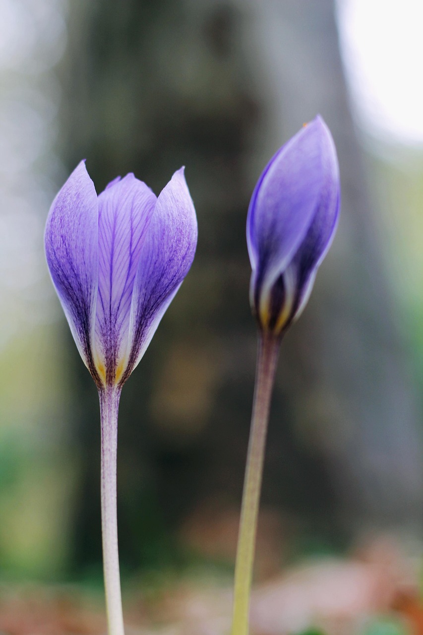 flower, beautiful flowers, macro, nature, flower background, flower wallpaper, flora, blue, petals