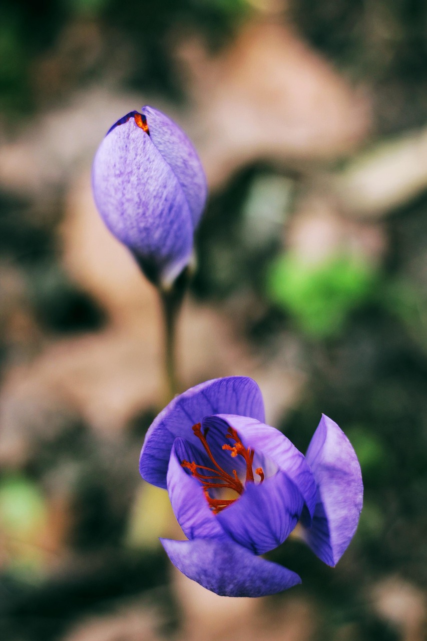 flower, flower wallpaper, flower background, macro, beautiful flowers, nature, flora, blue, petals