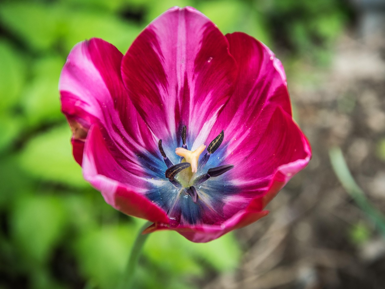 florescer, tulipa, jardins, papel de parede de flores, fundo flor, flora, flores bonitas, natureza, cor, flores, colorido