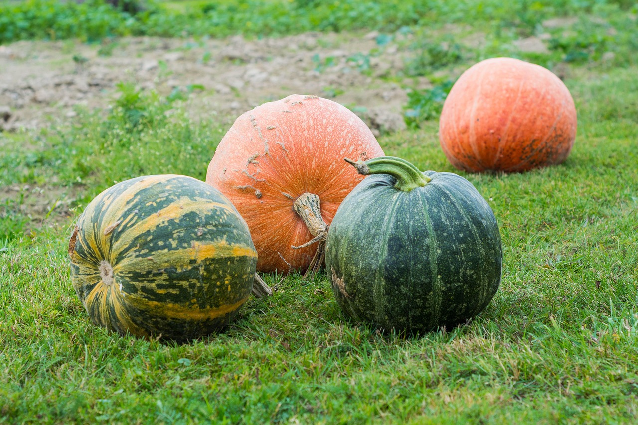 pumpkins, pumpkin, autumn, in the fall, halloween, orange