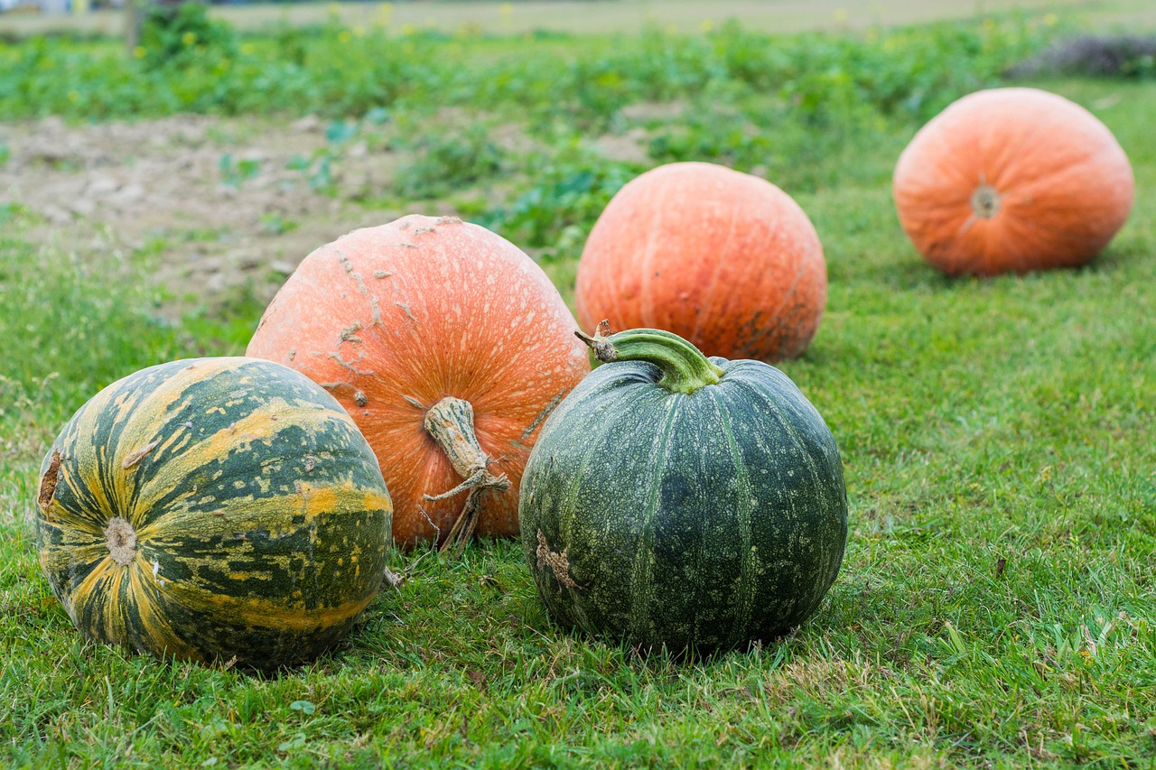 pumpkins, pumpkin, autumn, in the fall, halloween, orange
