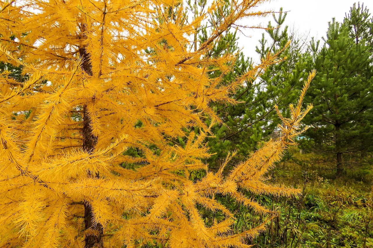 autumn, larch, pine, needles, landscape, trees, gold, in the fall of, nature, color, larch, larch, larch, larch, larch