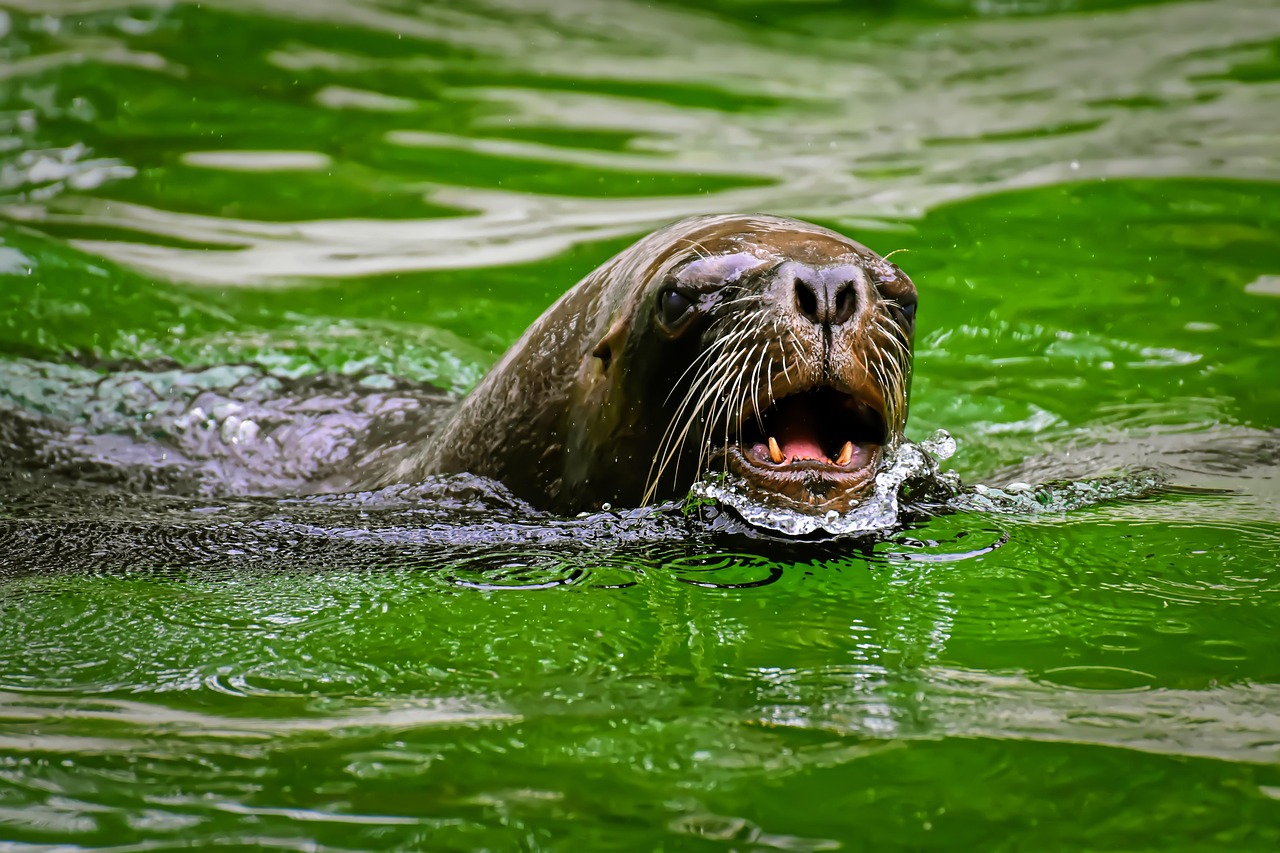 foca, león marino, agua, criaturas marinas, animal, naturaleza, mamífero, zoo, lago, criatura, fauna silvestre, vida acuática, vida marina, focas, tierpark hellabrunn