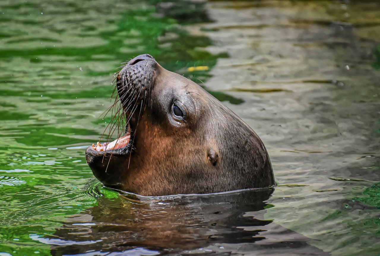foca, león marino, agua, criaturas marinas, animal, naturaleza, mamífero, zoo, lago, criatura, fauna silvestre, vida acuática, vida marina, focas, tierpark hellabrunn