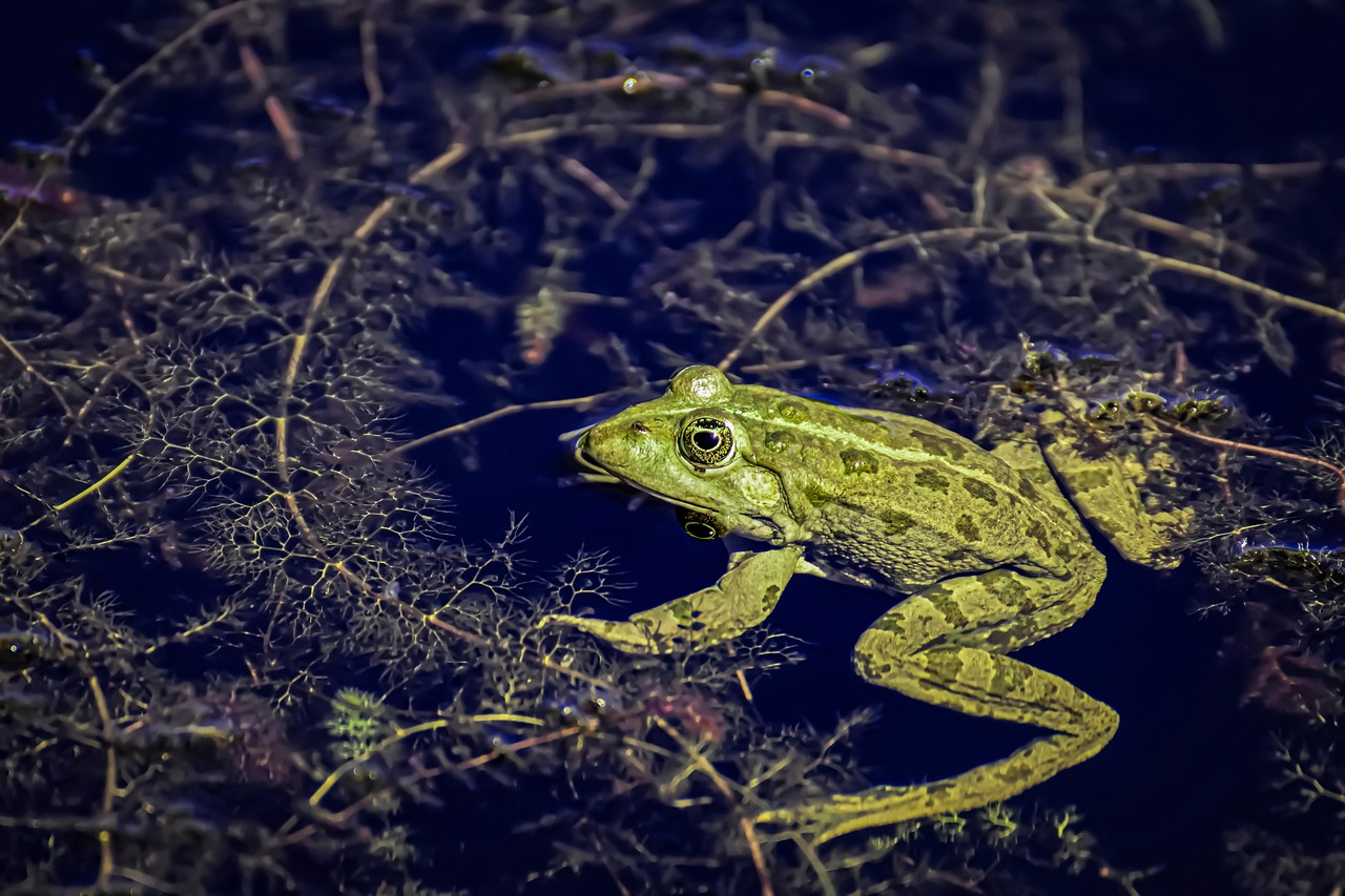 frog, nature, pond, animal, water frog, pond frog, high, toad, water