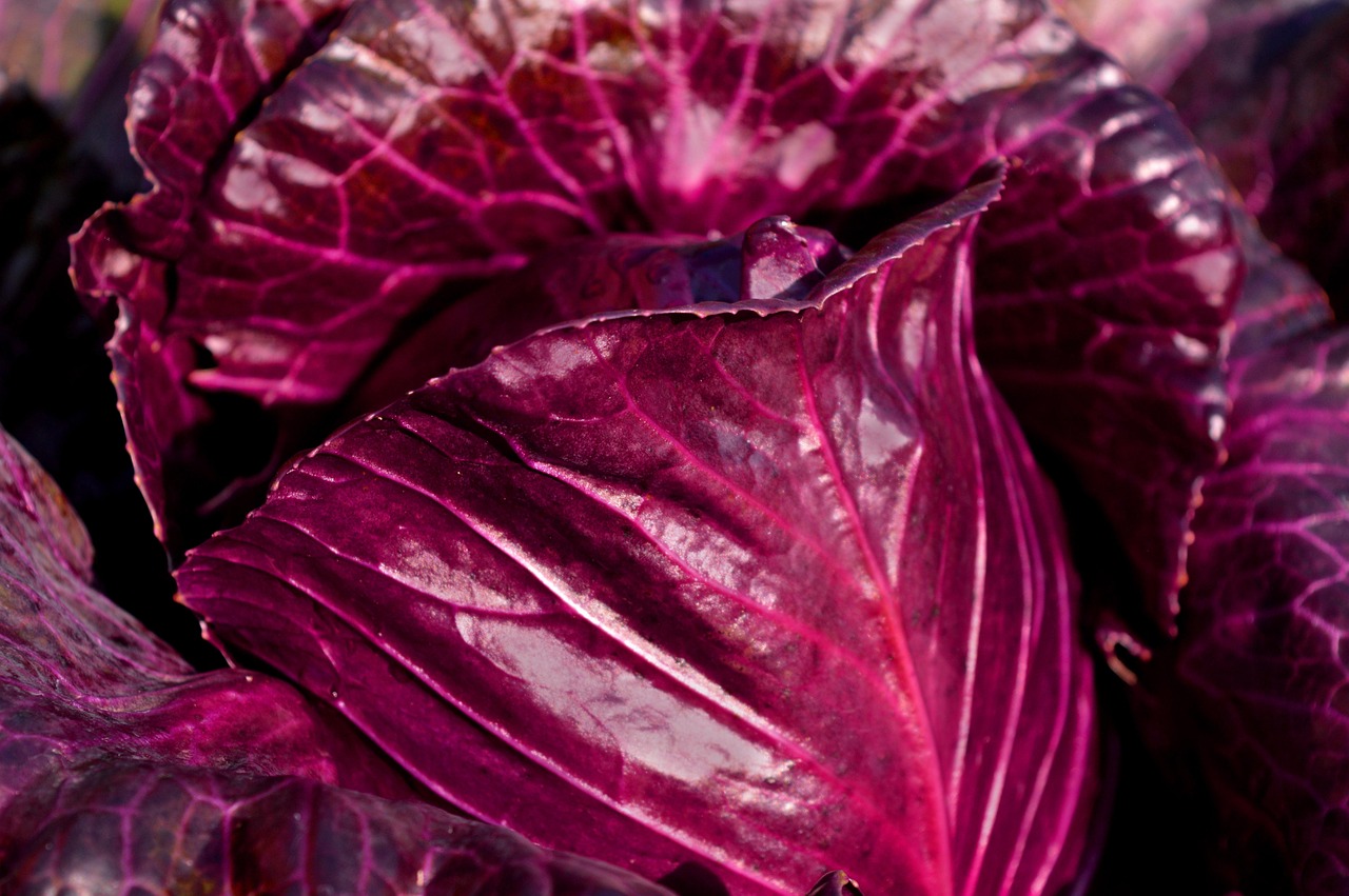 red cabbage, vegetables, cabbage, healthy, food, red cabbage, red cabbage, red cabbage, red cabbage, red cabbage