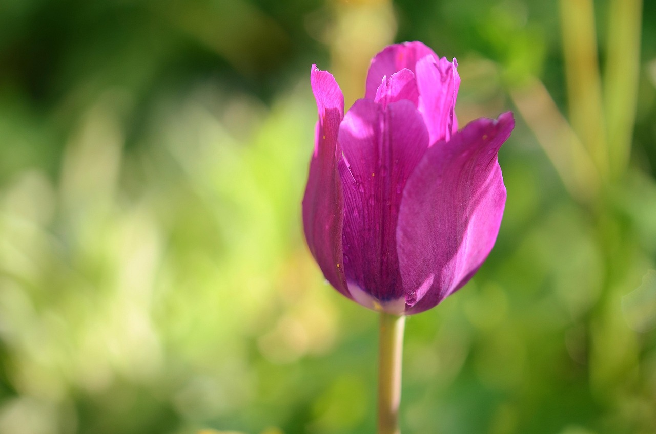 tulip, natur, flowers, garden, flower background, bloom, flower wallpaper, beautiful flowers, nature, floral, plant