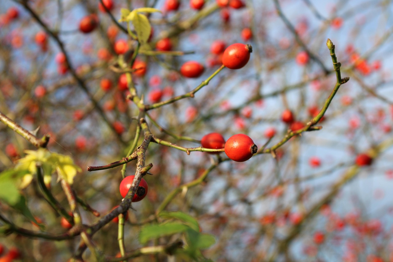 rosehips, hiffen, rose hip, red, fruit, shrub, nature, haegen, hiften, rose apples, hetscherl, hetschepetsche, heép, hive, hetschhiven, fall