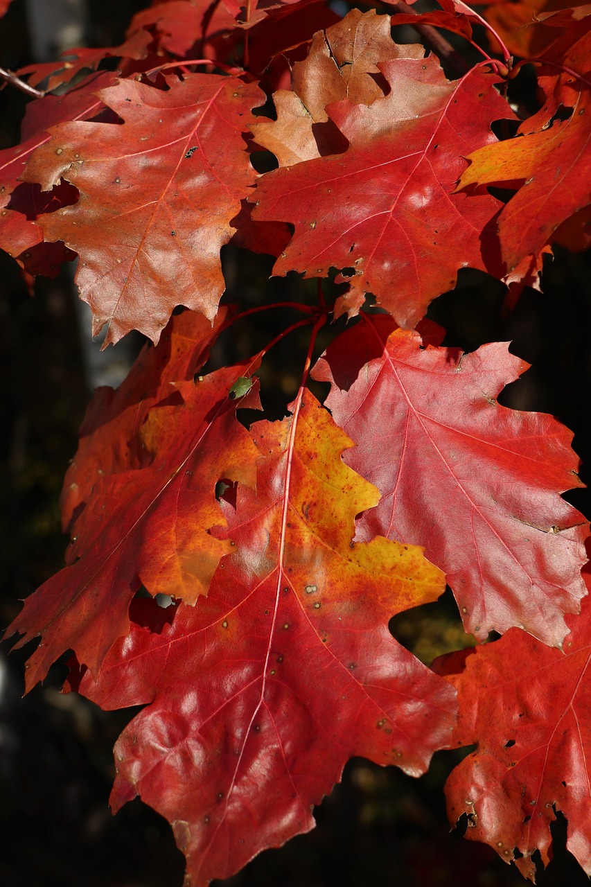 oak leaves, color, in the fall, branch, red