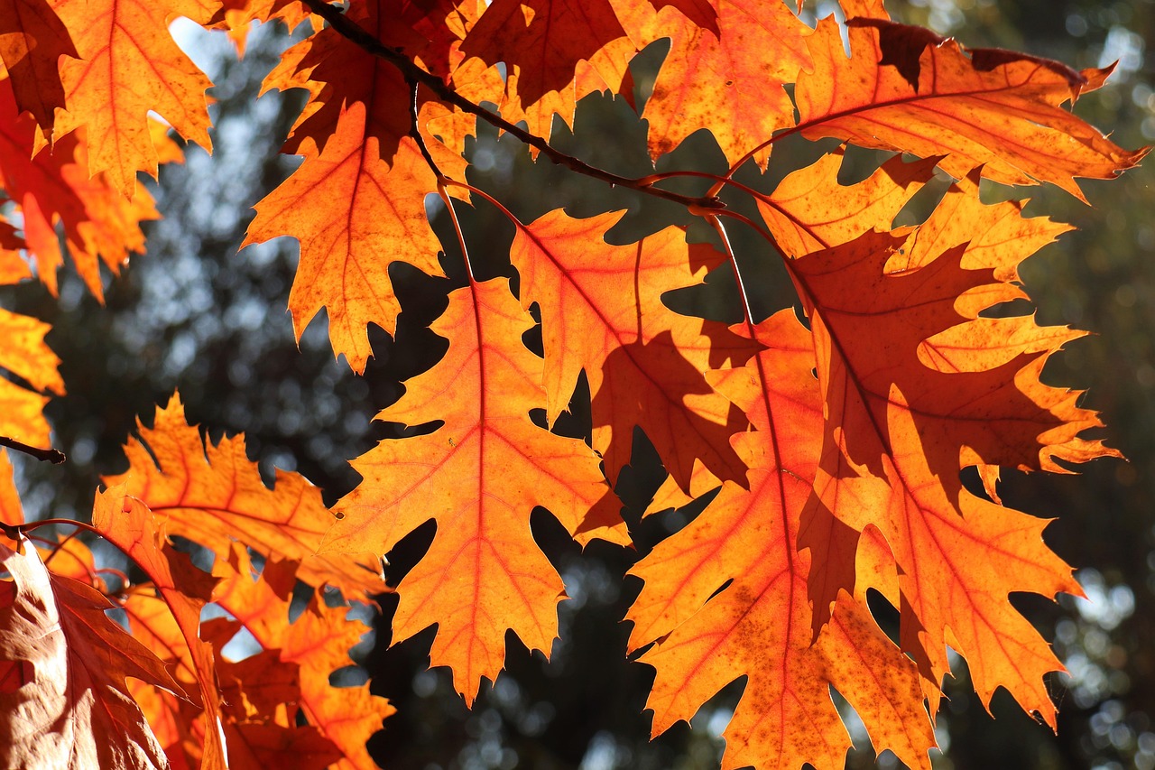 oak leaves, the colors, light, branch, in the fall
