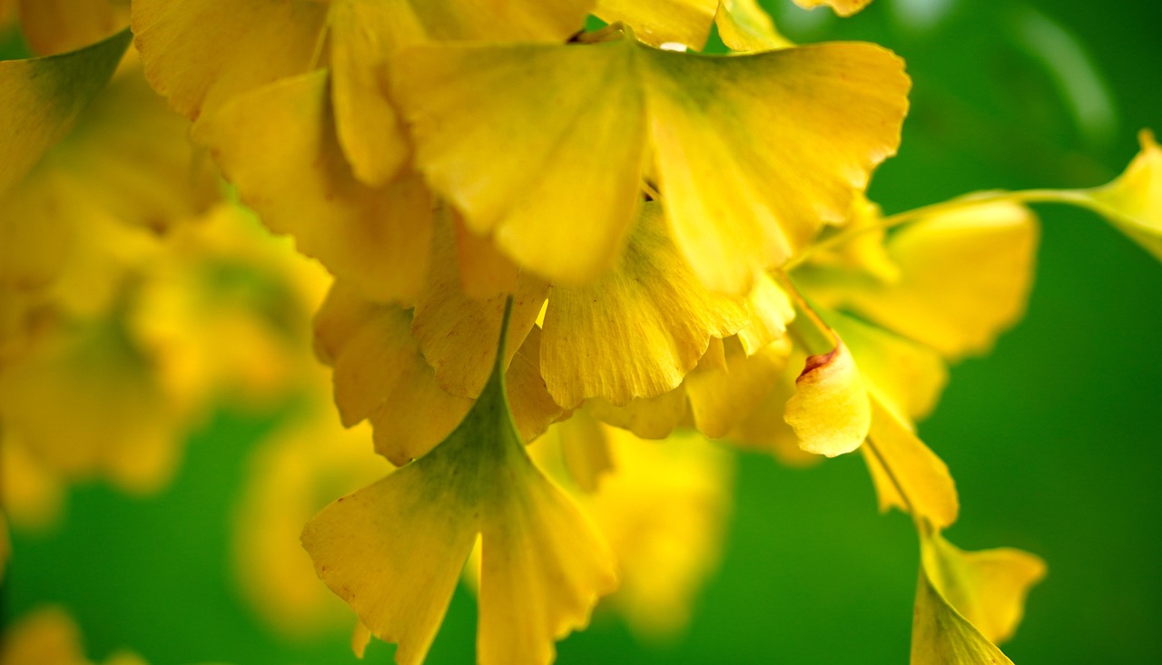 ginko, blätter, ginkobaum, herbst, natur, baum, ginko, ginko, ginko, ginko, ginko