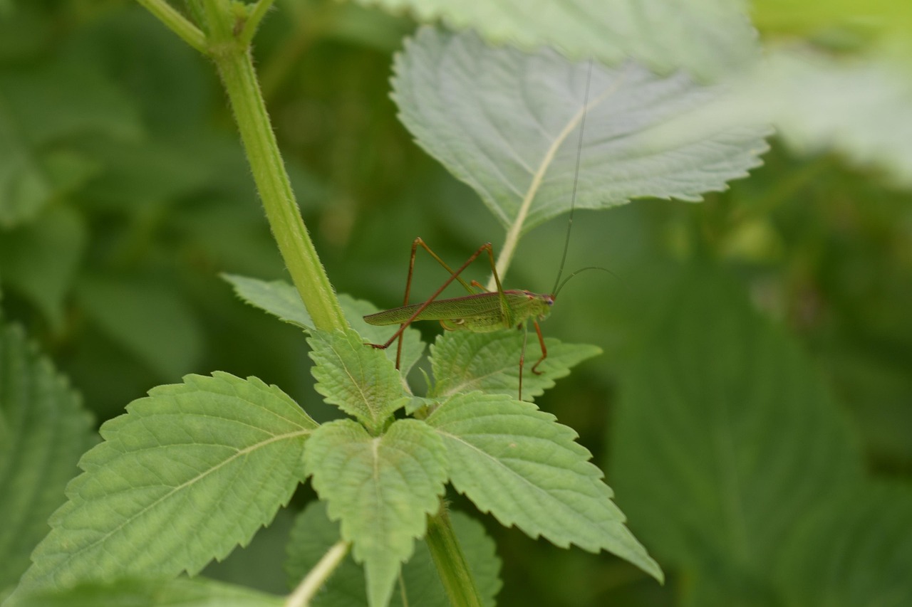 tyttö, hyönteiset ruoho, hyönteiset, hyönteisten, ruoho bug, marginaali, heinäsirkka