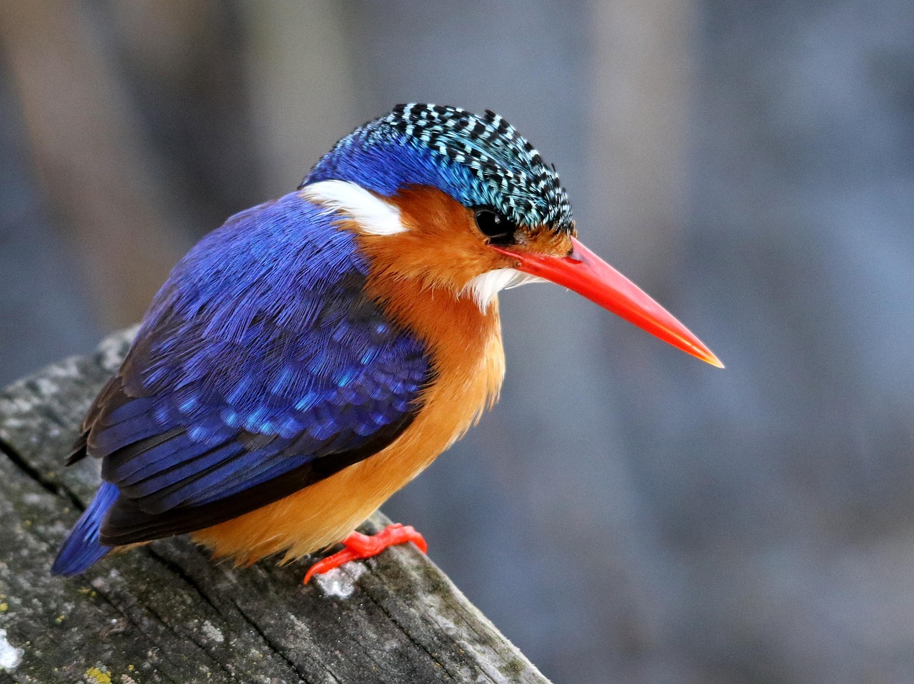 vogel, eisvogel, natur, tierwelt, blau, gefiedert, klein, blaue vögel, eisvogel, eisvogel, eisvogel, eisvogel, eisvogel