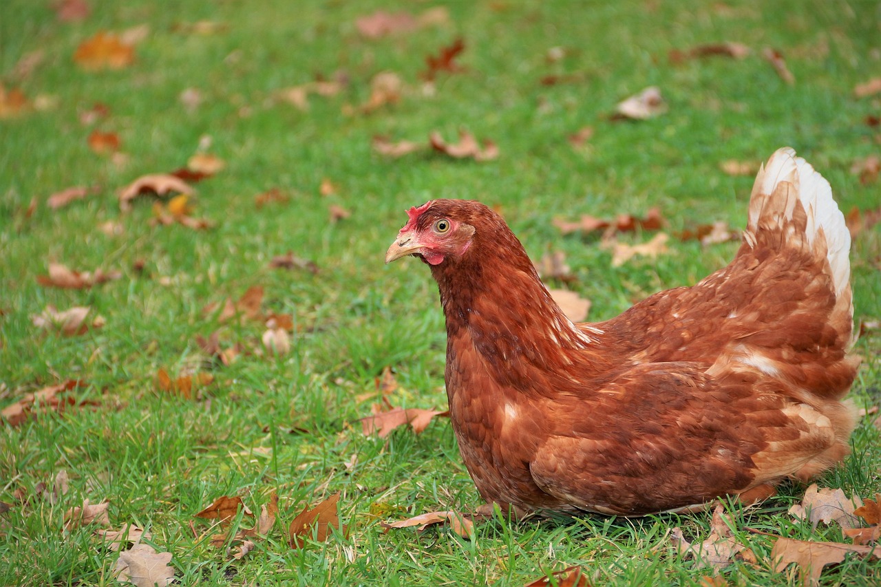 huhn, hühner, tiere, land, legehenne, ostern, nutztiere, hahn, bauernhof, geflügel, vogel, gefieder, gockel, landwirtschaft, natur, nutztier, küken, rot, männlich, schnabel, vieh, federvieh, federn, ei, henne