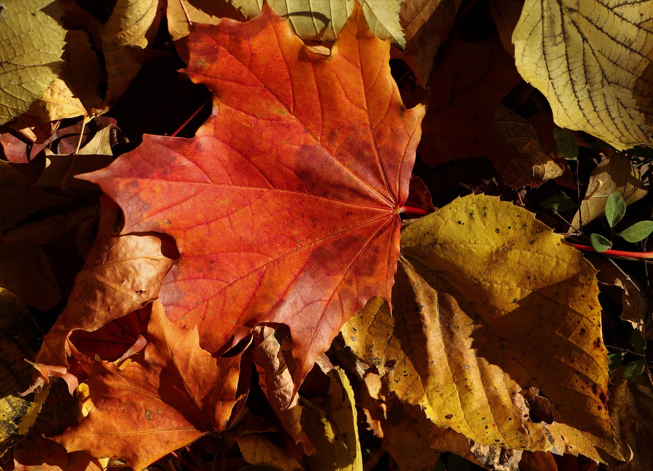 leaves, october, in the fall, nature, fall