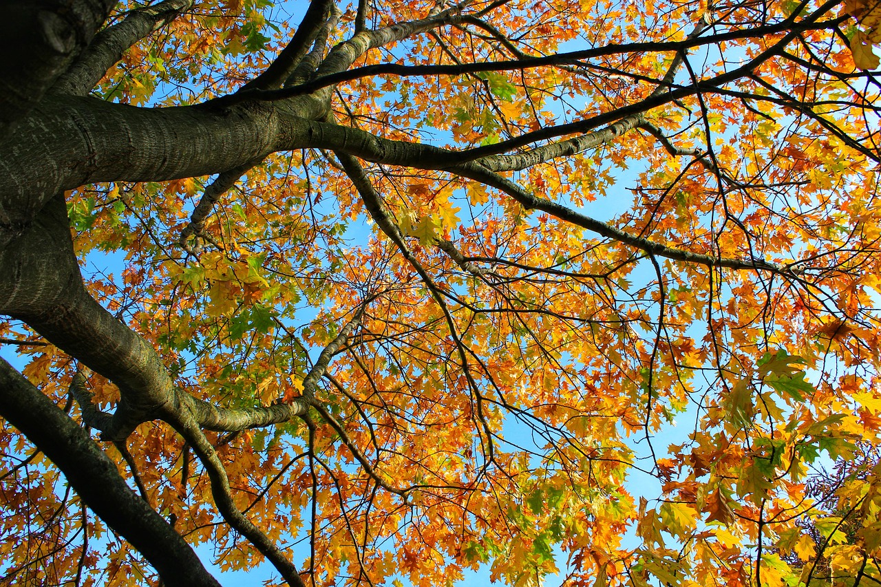 arbre, automne, couleurs, fall colors, fall of leaves, golden autumn, feuilles, real leaves, autumn colors, nature, coloré, fall foliage, autumn mood, deris, chestnut leaves, color, arise, décoration, autumn motif, brillant, branche