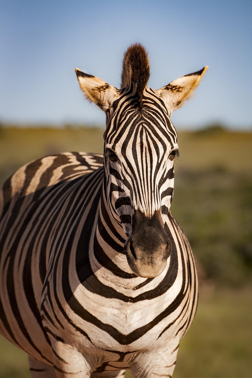 zebra, at, hayvan, çizgili, çizgiler, vahşi hayvan, yaban hayatı, vahşi yaşam fotoğrafçılığı, hayvanlar alemi, doğa, afrika, safari, memeli, vahşi, savannah, vesika, zebra, zebra, zebra, zebra, zebra