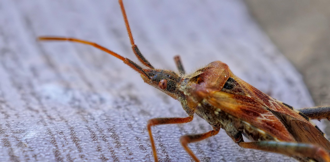 insekter, bug, hétéroptère, skabning, bed bugs, væsner