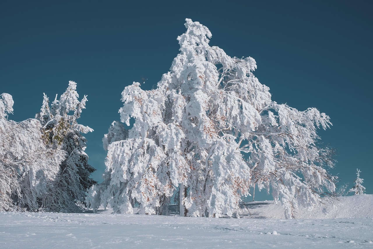 winter landscape, tree, beech, covered in snow, winter, cold, icy, frost, winter mood, mood, winter magic, snow magic, nature, winter landscape, winter, winter, winter, winter, winter