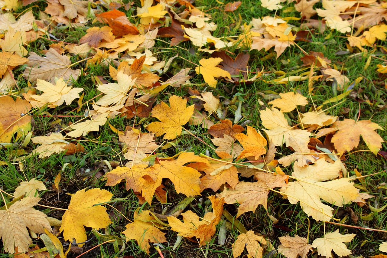leaves, autumn, season, fall, colorful, nature, park, in the fall