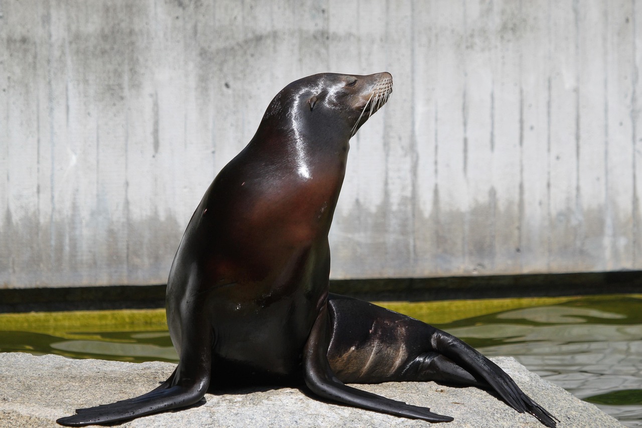 foca, león marino, animales acuáticos, zoo, linda, mamíferos marinos, criatura, naturaleza, animal, focas, mamífero, fauna silvestre, vida acuática, criaturas marinas