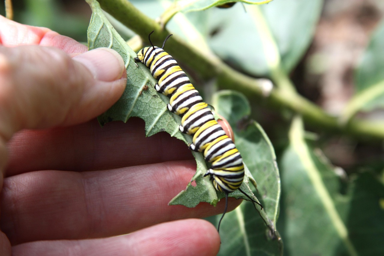 monarch butterfly caterpillar, milkweed, caterpillar, butterfly
