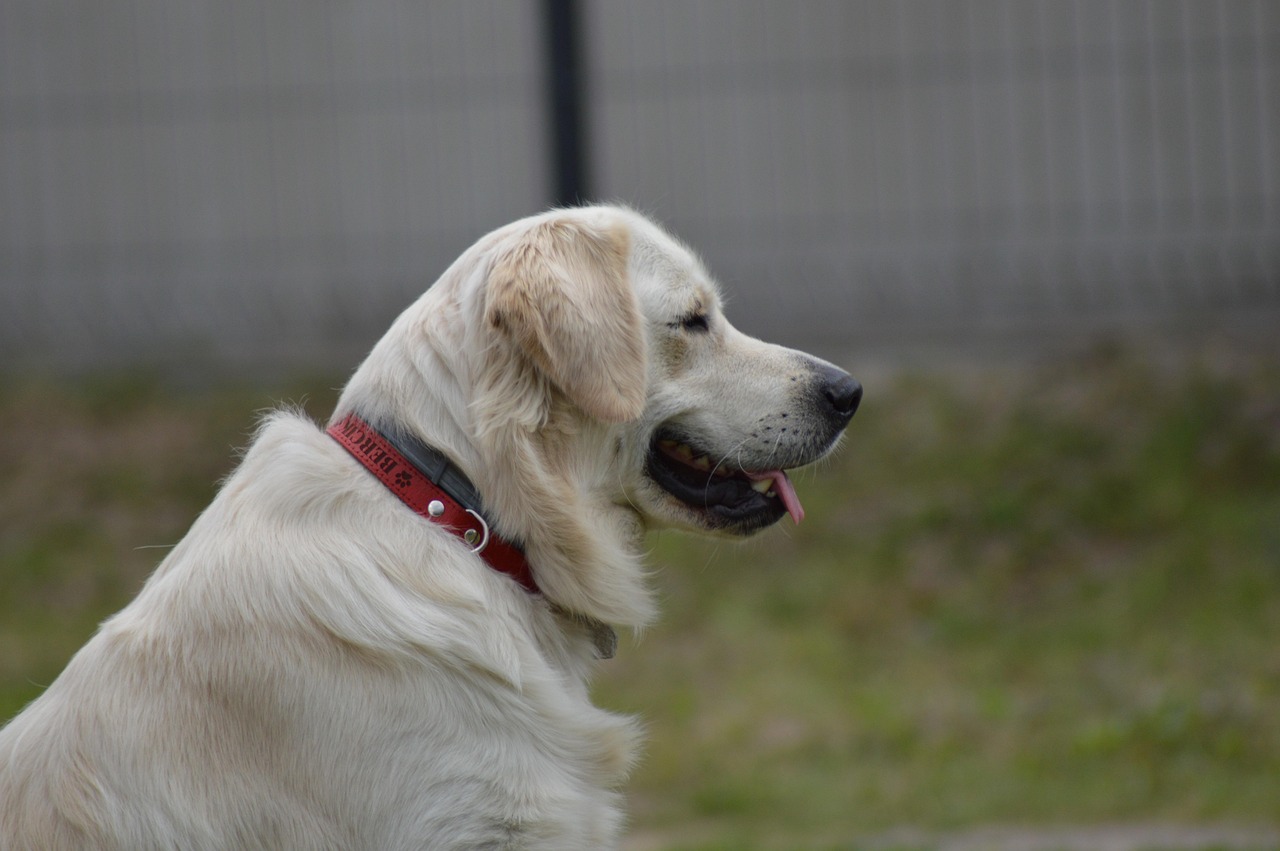 bercik, dog, golden retriever, animals, pretty, portrait, labrador, gold, young, animal, mammal, happy, domesticated, tom, comrade, pet, friend, doggy, nature, puppy