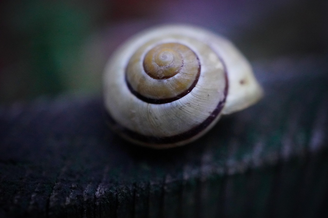 snail, free wallpaper, mac wallpaper, shell, spiral, mollusc, 4k wallpaper, windows wallpaper, wallpaper hd, desktop backgrounds, cool backgrounds, laptop wallpaper, hd wallpaper, wood, free background, beautiful wallpaper, background, structure, full hd wallpaper, template, cold, pulled back, 4k wallpaper 1920x1080, close up, wallpaper 4k, macro