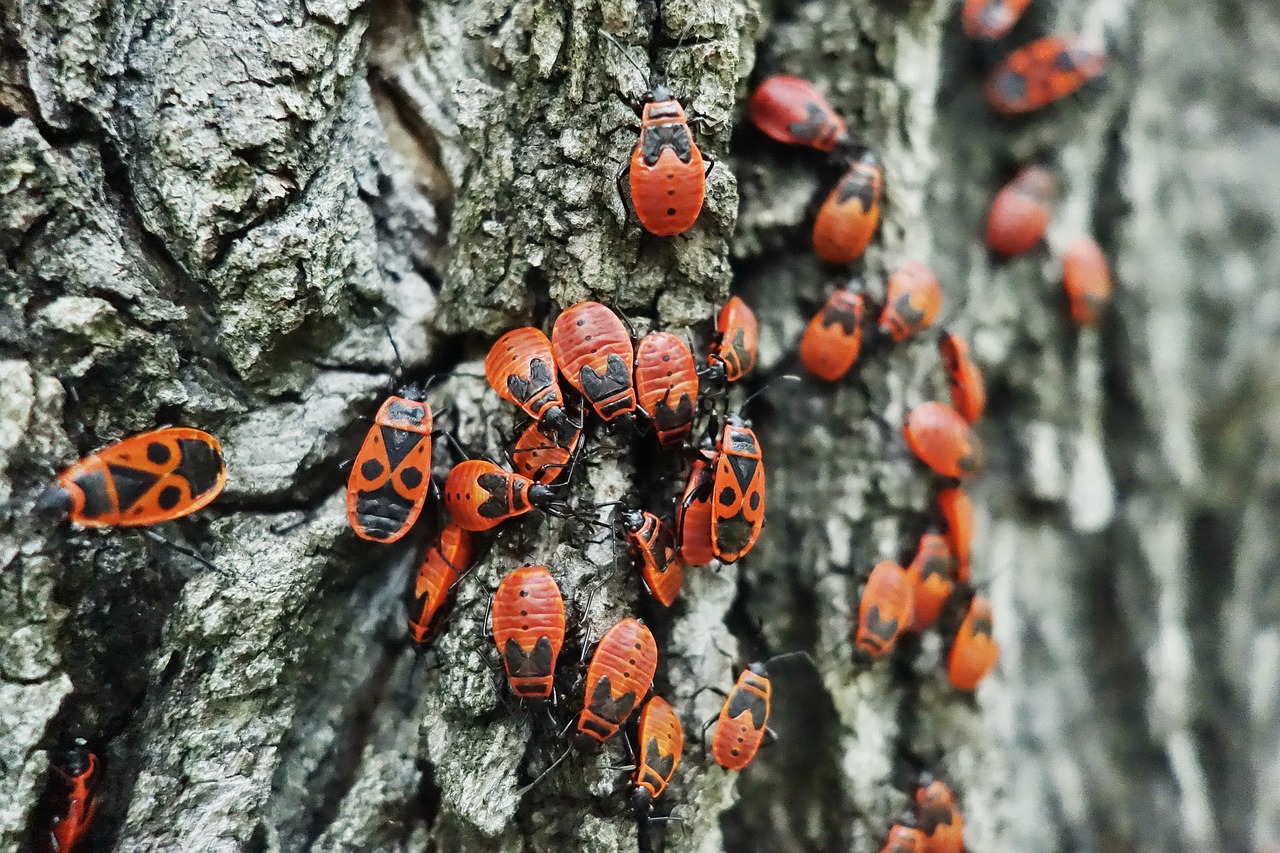 wanzen, feuerwanze, käfer, insekt, natur, nahaufnahme, insektenfoto, insekten, krabbeln, tierwelt, garten, orange, feuerwanzen, knallrot, wanze, tier, rinde, baum, makro, feuerwanze, feuerwanze, feuerwanze, feuerwanze, feuerwanze, feuerwanzen