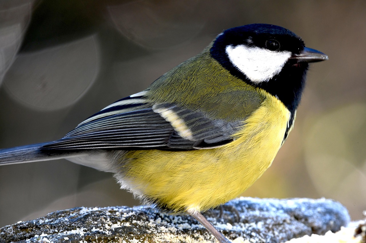 große tit, natur, vogel, lackierung, farben, wald, fliege