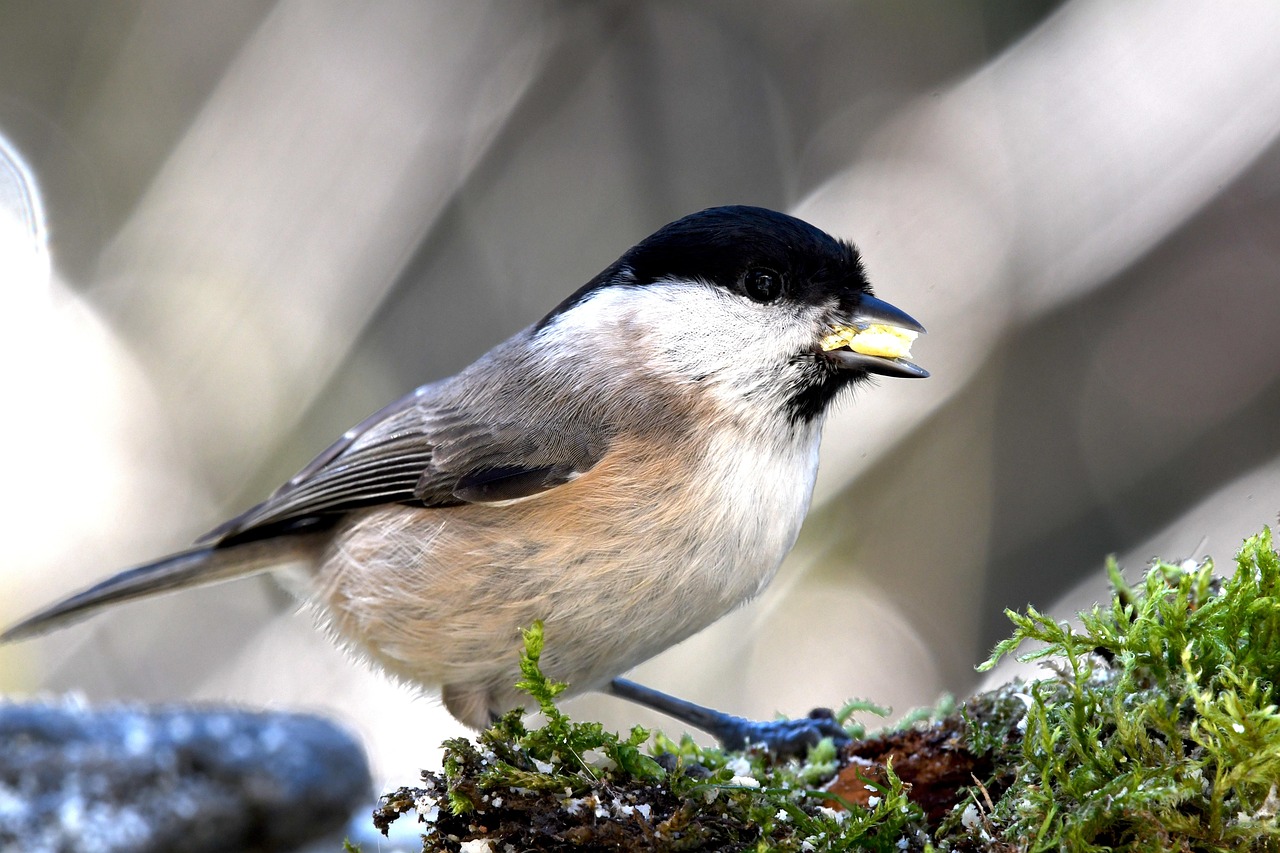 verspätete orpheus, vogel, lackierung, natur, makro, lebensmittel, krippe