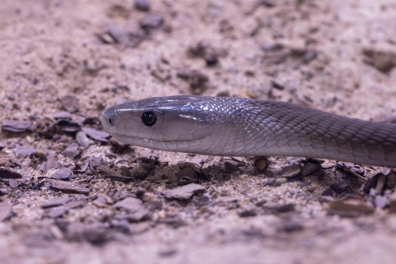 black mamba, ligne, dangereux, reptile, créature, toxique, terrarium, venin de serpent, serpent venimeux, fermer, mamba, black mamba, black mamba, black mamba, black mamba, black mamba, mamba, mamba