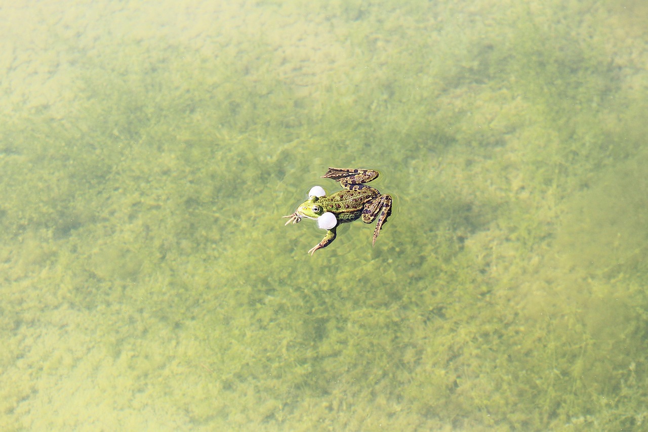 green, frog, swimming, in, lake, water, wildlife, nature, amphibian, pond, biotope, full length, swamp, with, vocal sac, vocal, mating, male, vocal sacs