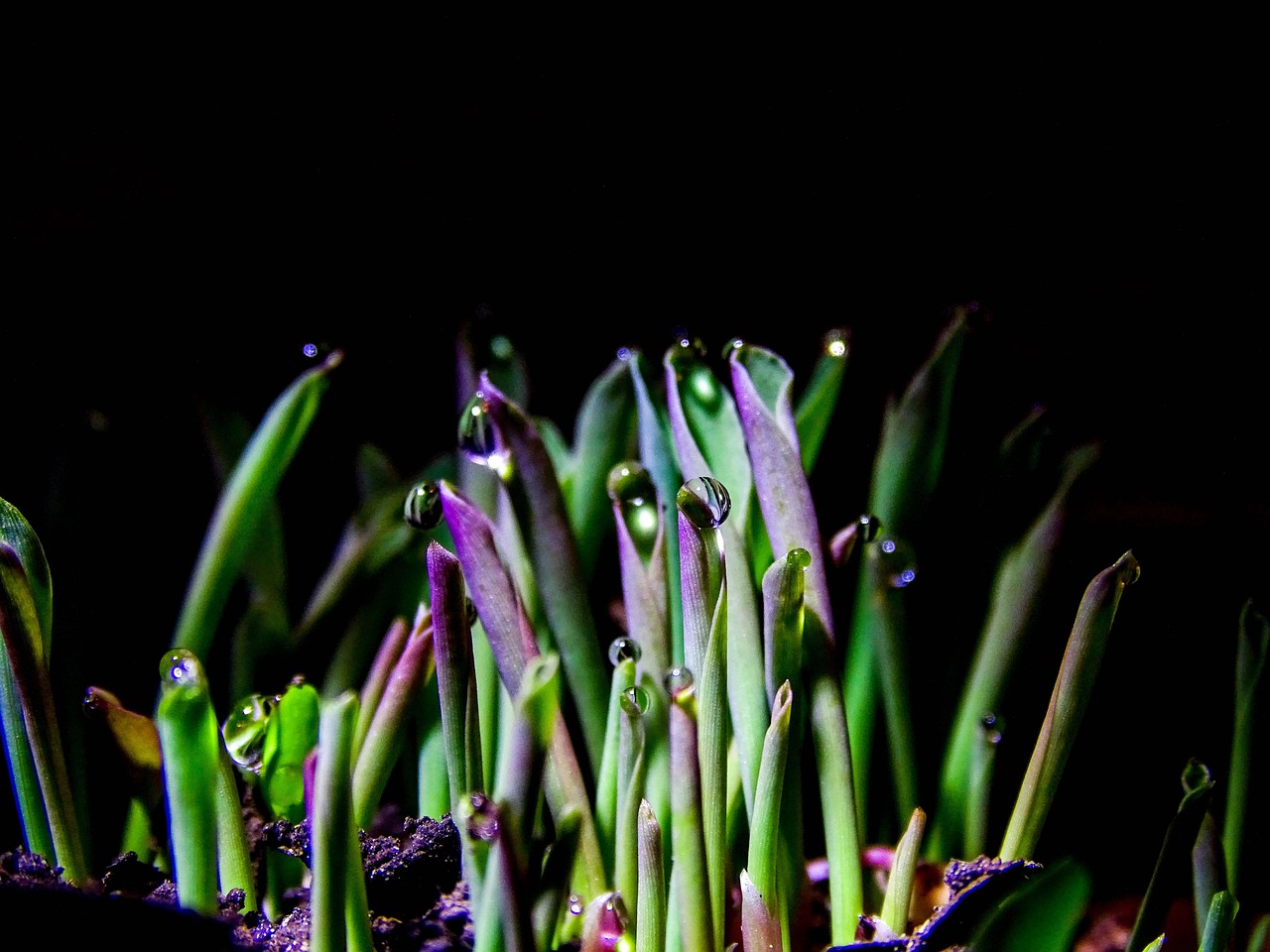 floors, dew, nature, flora, damp