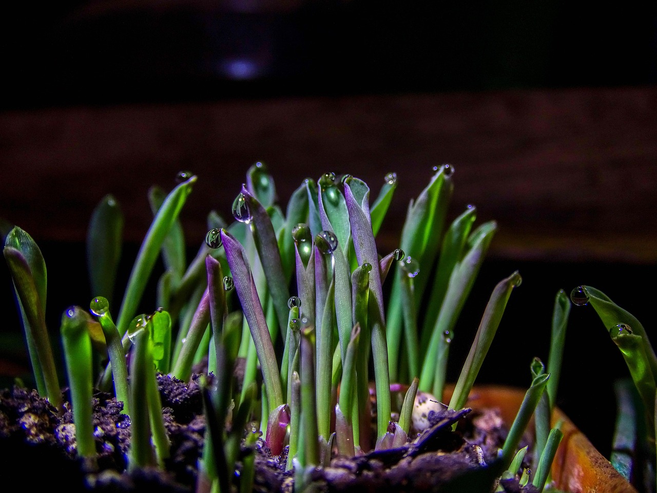 floors, dew, nature, flora, damp