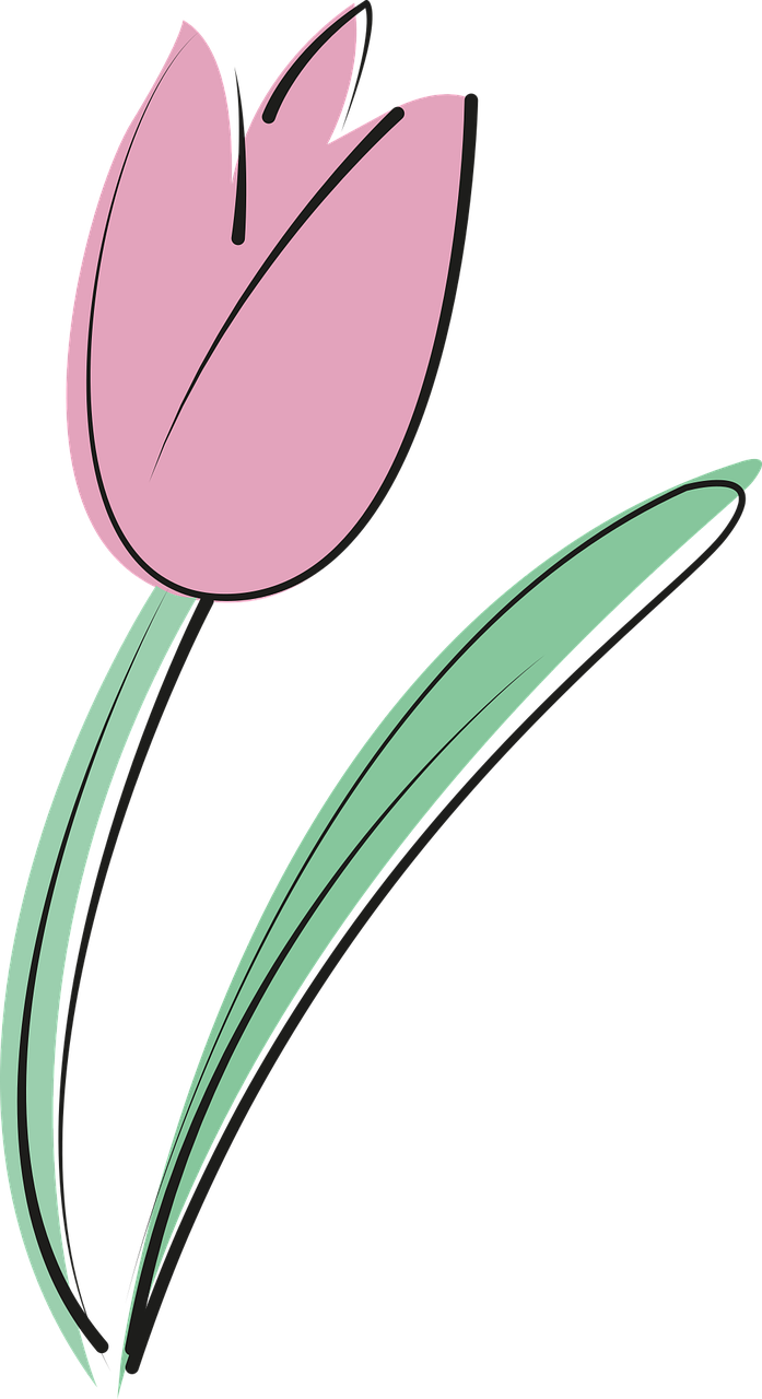 tulipa, verão, florescer, natureza, jardins, flora, rosa, tulipa, tulipa, tulipa, tulipa, tulipa