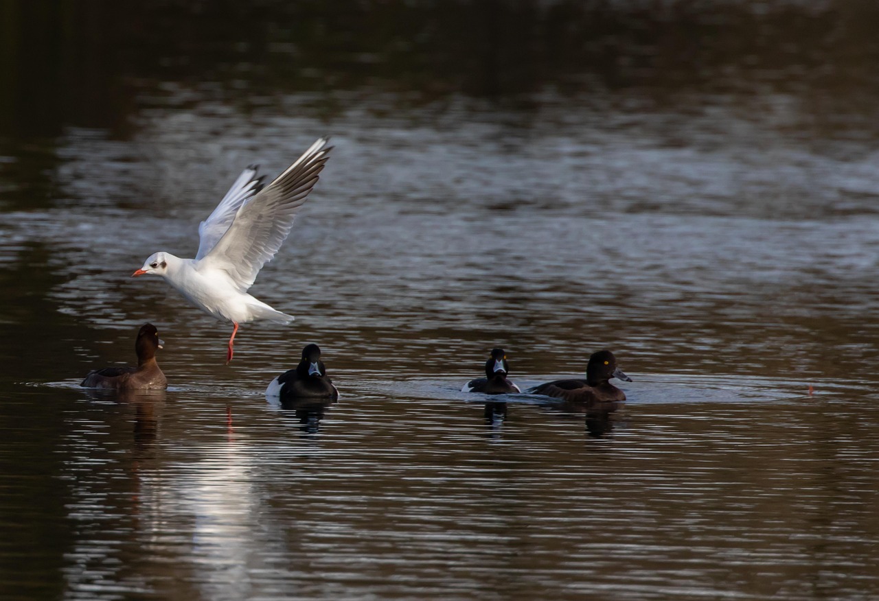 black headed gull, winter plumage, gull, seagull, swimming gull