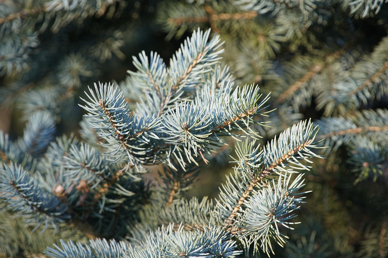 douglas, kiefer, nadelbaum, grün, natur, baum, blau, nadeln