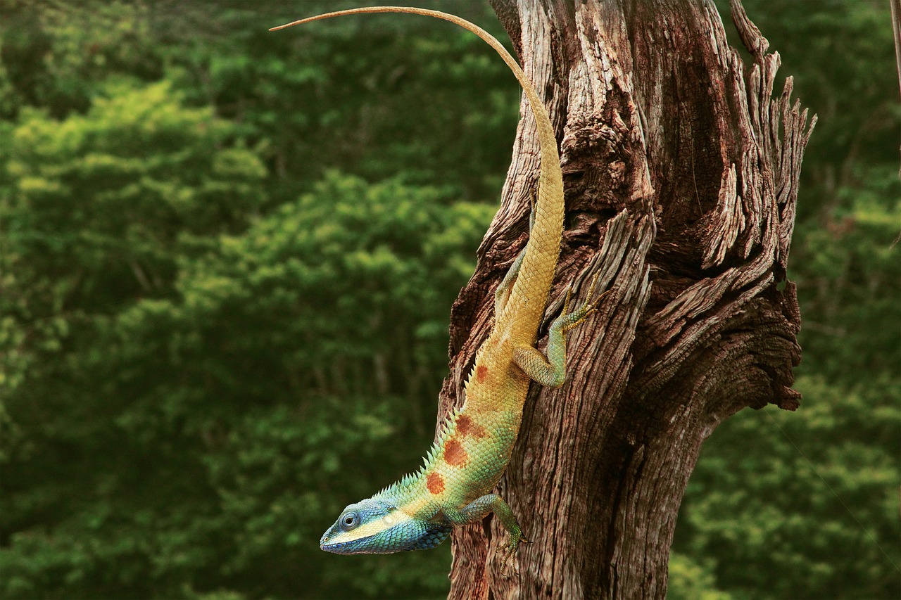 cameleon, tropical, pădure, copac, portbagaj, chamaeleoninae, brookesiinae, culori, ramuri, natură, tropicul, reptile, șopârle, animal, imagini