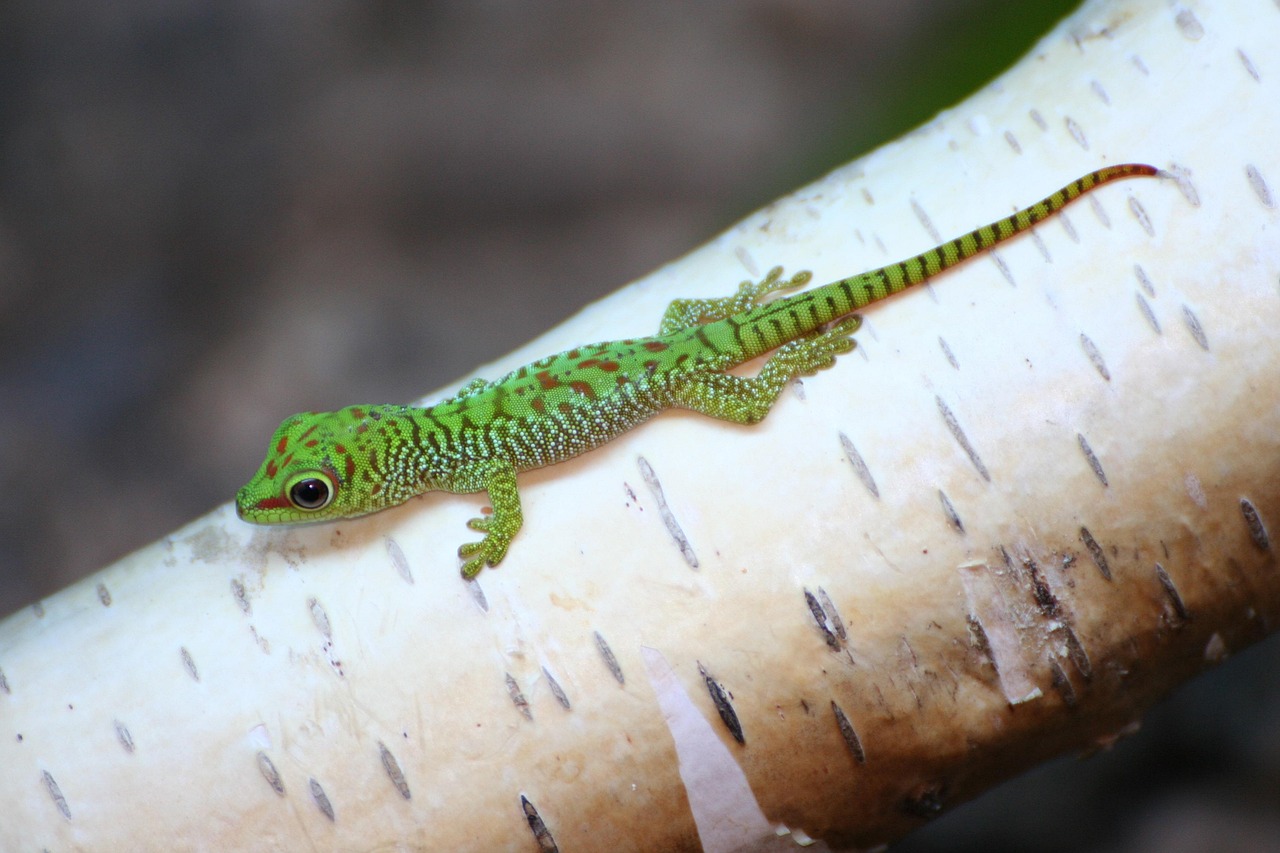 gecko vauva, gecko, lisko, matelija, eläin, sulkea, hilse, vihreä, villieläimet, olento, luonto, iguana, matelijat, terraario, puun runko, monivärinen, eksoottinen, trooppinen, liskot, pää, häntä