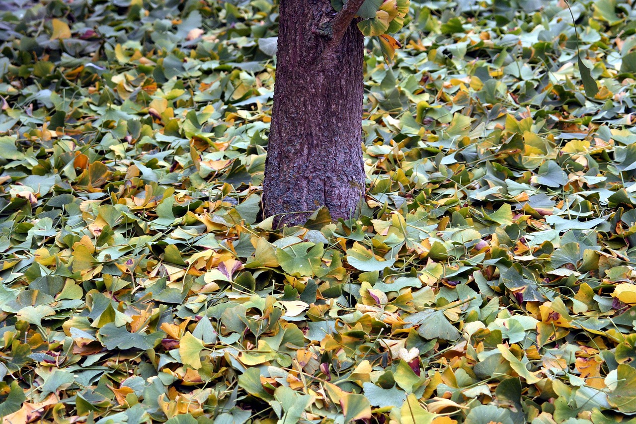 blätter, ginko, baum, natur, herbst, gesteckt, garten