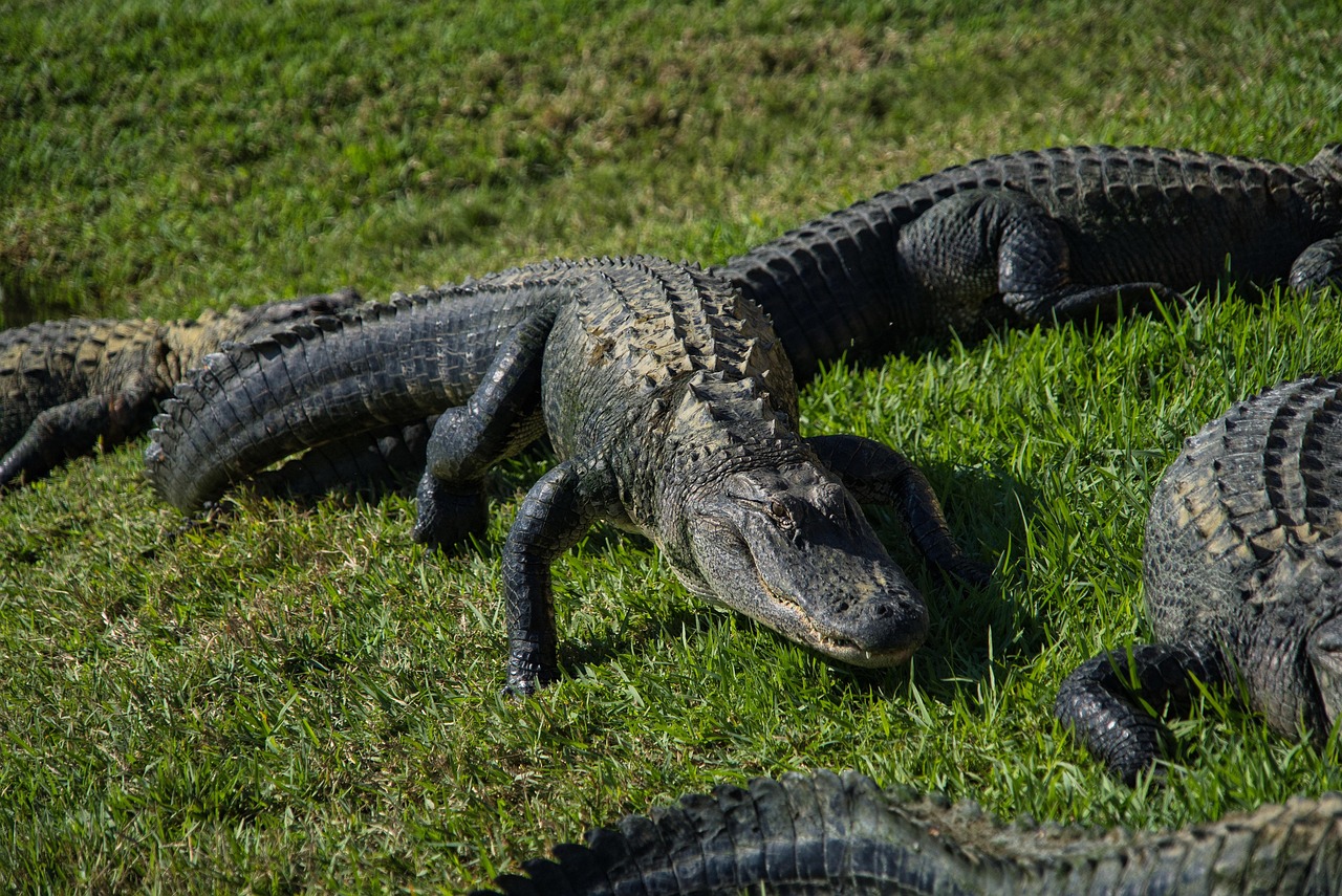 animales, naturaleza, criatura, vida silvestre