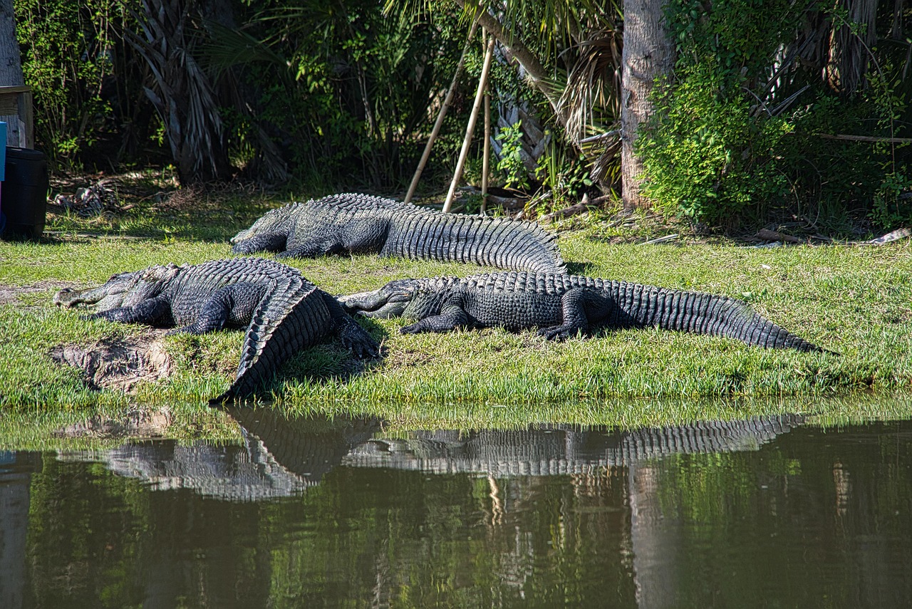 animales, criatura, naturaleza, vida silvestre